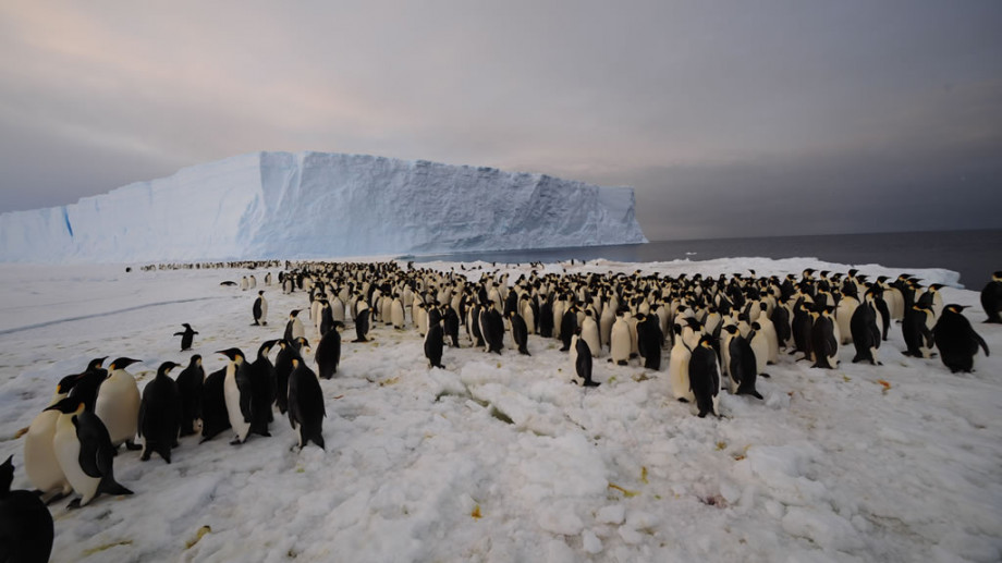 Penguins